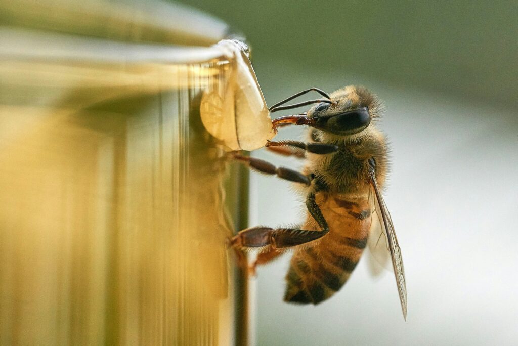 Bee signaling nectar quality and environmental cues through dance