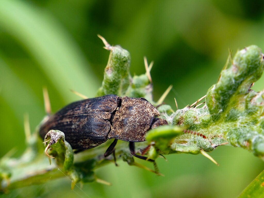 Dung beetles reducing the spread of antibiotic-resistant bacteria.