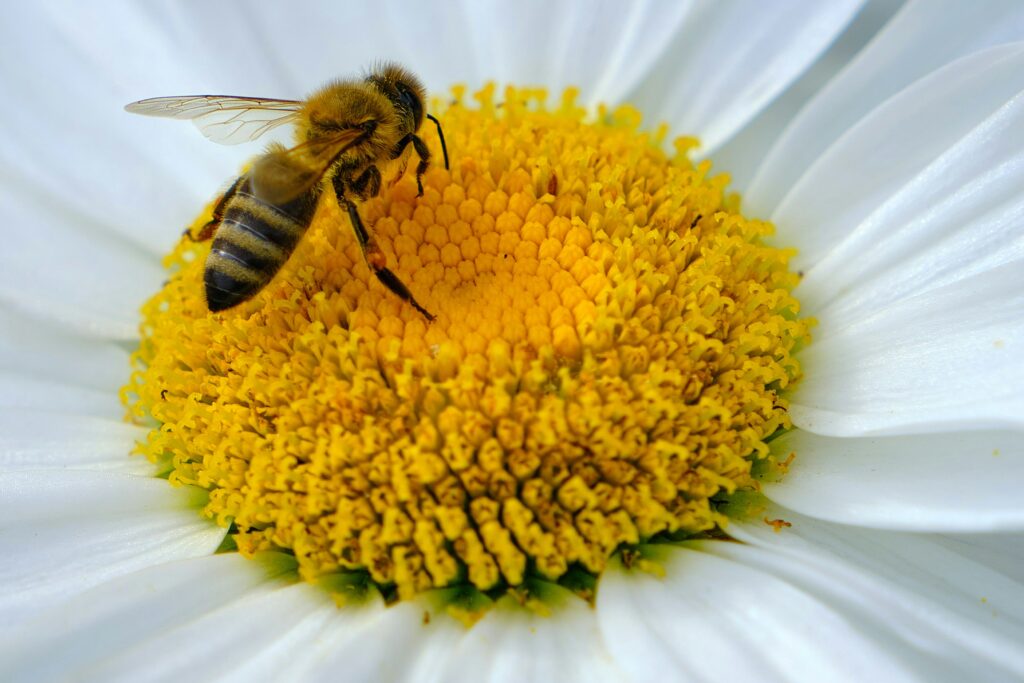 Graph showing pollinators’ impact on industries beyond agriculture.