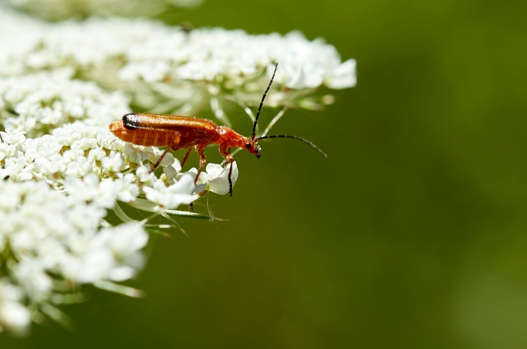 Robotic or technological design inspired by insect magnetism.