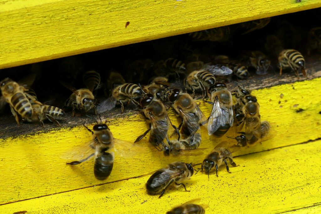Group of bees dancing as part of colony’s resource decision process