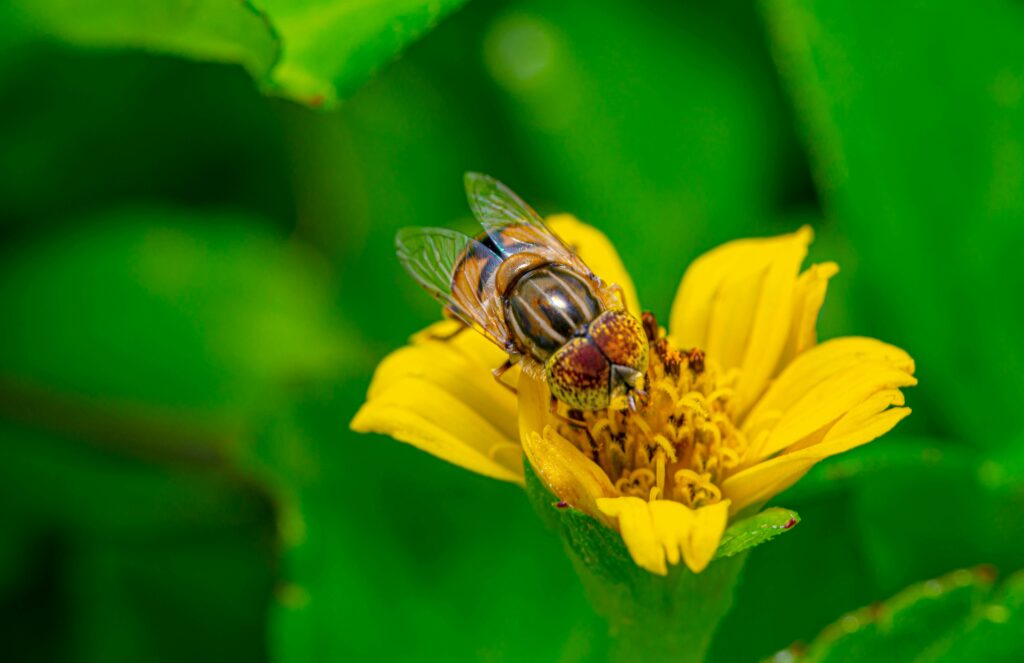 Range of pollinators like butterflies, beetles, and bats.