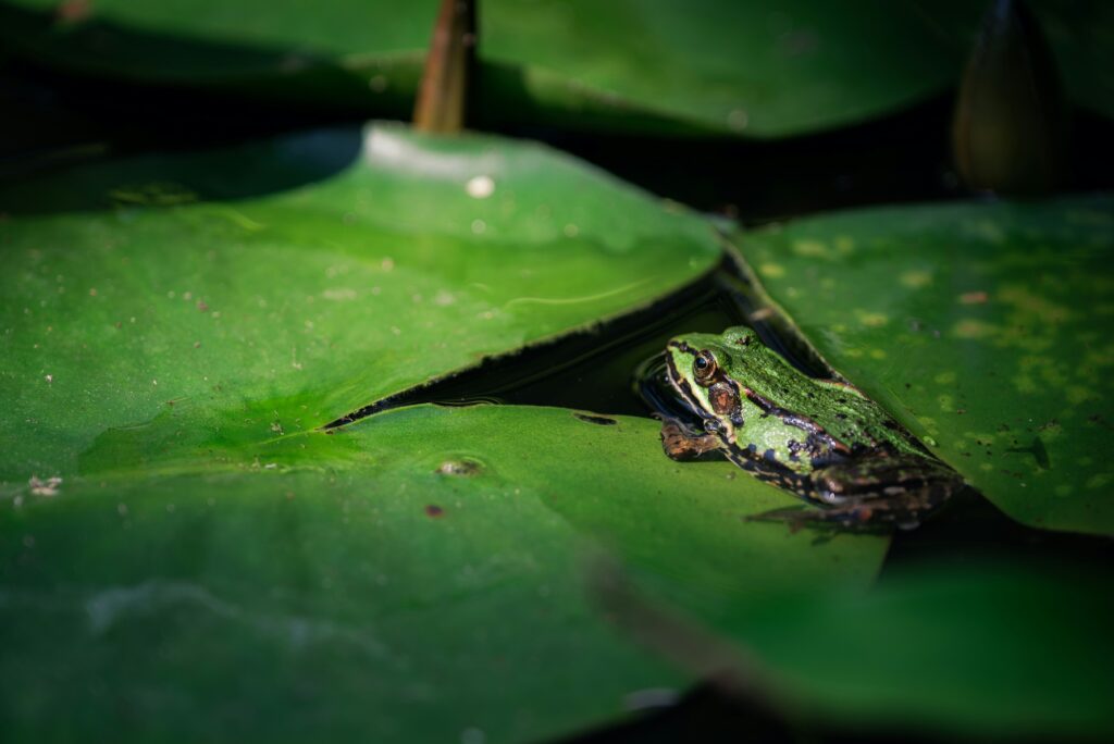 Other animals like moths or frogs using mimicry for protection.