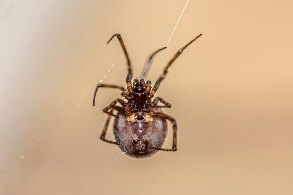 A mouse spider with shiny black body and striking blue fangs