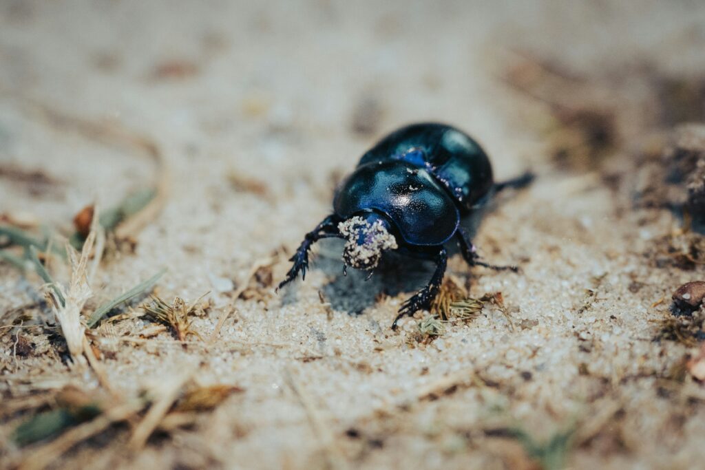 Dung beetles in different regions contributing to local disease control.