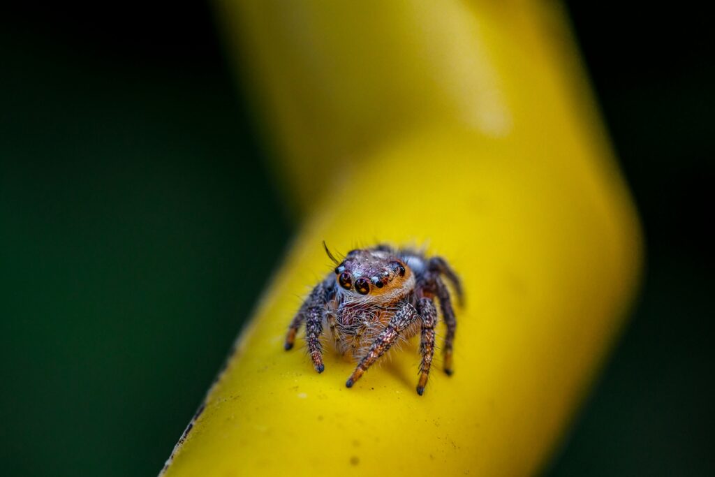 Small egg sac of a micro spider on a leaf.