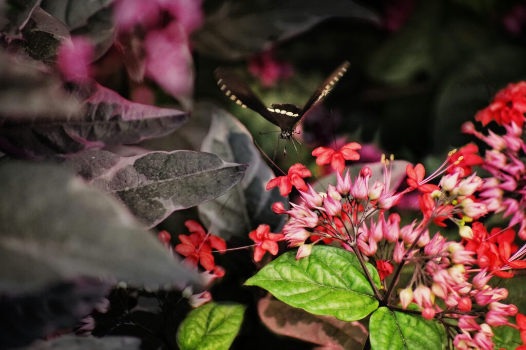 Moth hovering over nocturnal flowers for pollination.