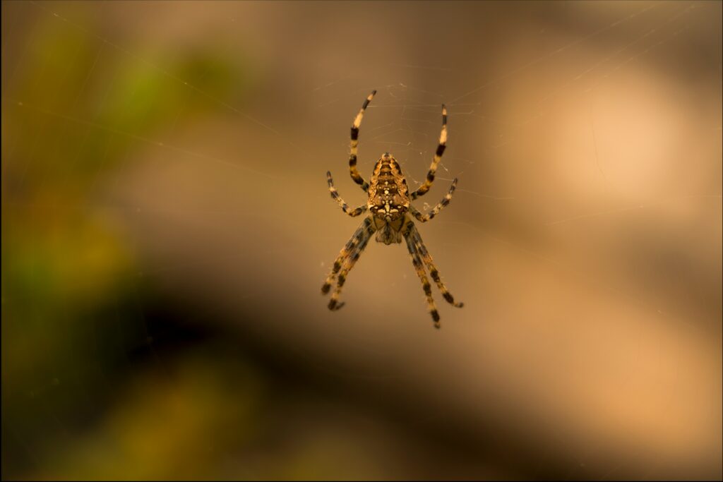 Orb weaver spider centered in a symmetrical web.