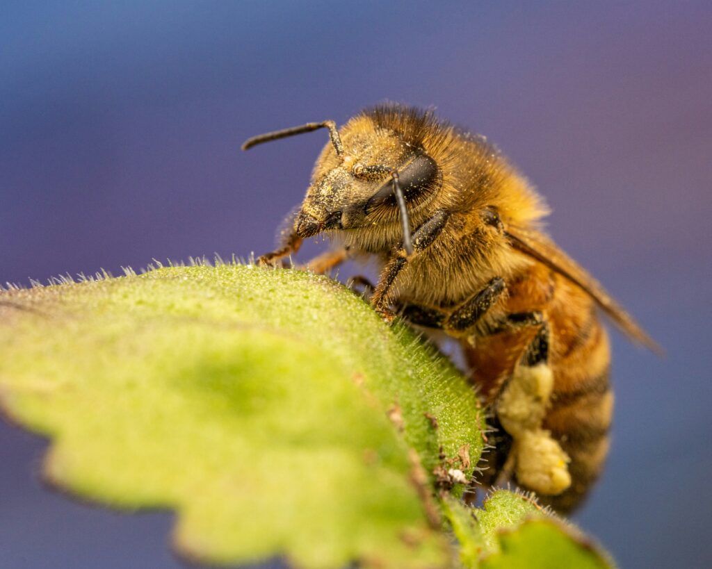 Diagram showing Karl von Frisch observing bee waggle dance