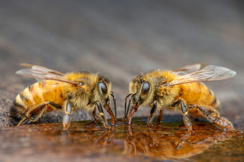 Visualization of bees measuring angles and distance through dance