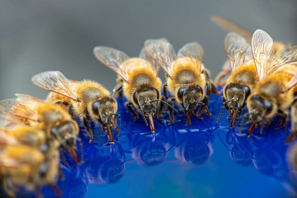 Diagram showing bee brain regions involved in dance communication