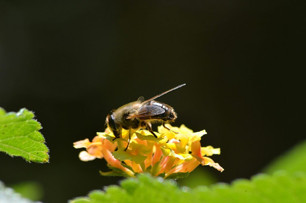 Honeybee colony communicating through complex dance signals