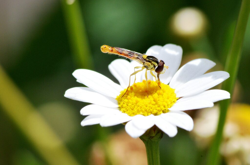 Small mammal or reptile interacting with flowers.
