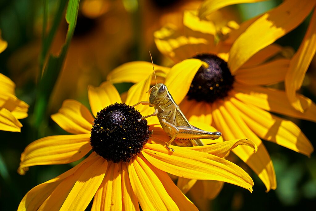 Various pollinators in action, contributing to ecosystem health.