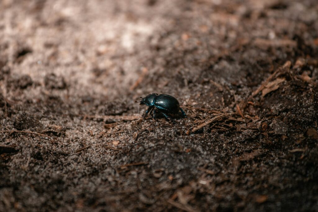 Conservation efforts focusing on dung beetles for disease management.