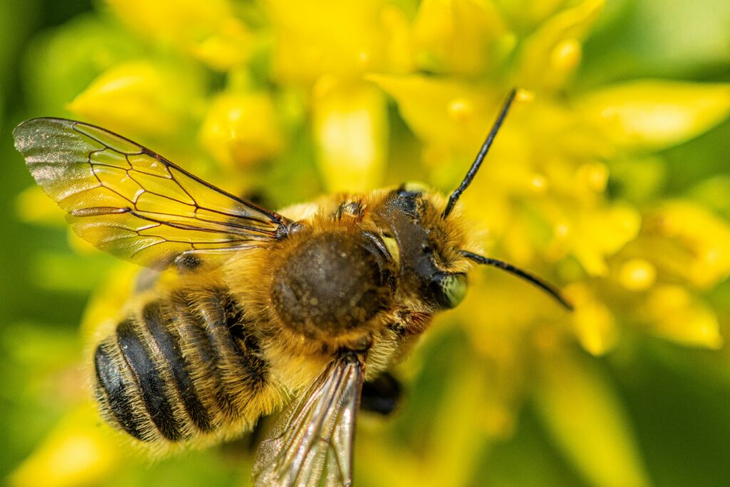 Scientist studying bee waggle dance using modern tracking technology