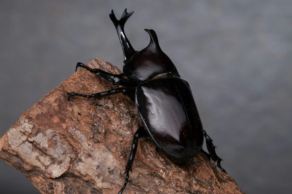 Researchers studying dung beetles’ role in disease prevention.