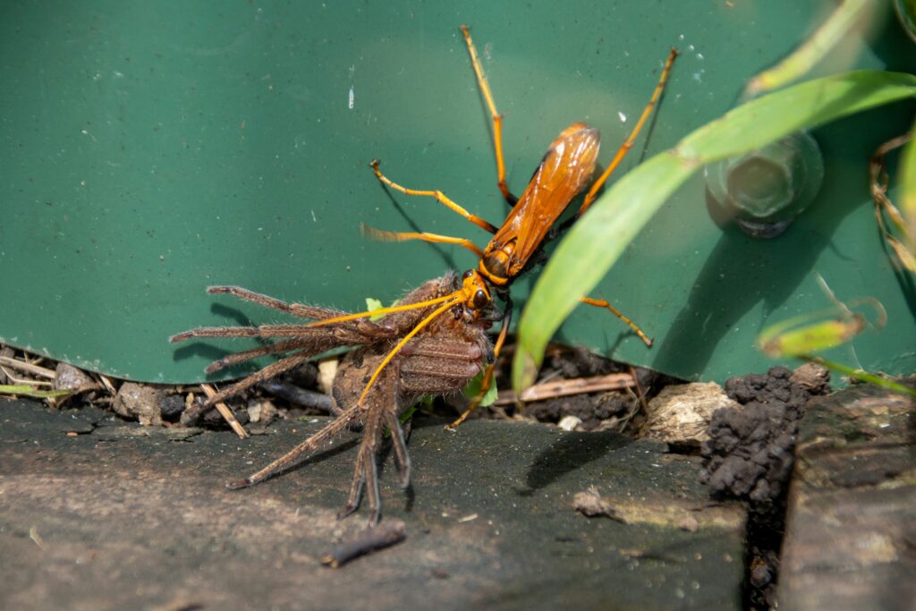 Home pest control treatment to prevent spiders.
