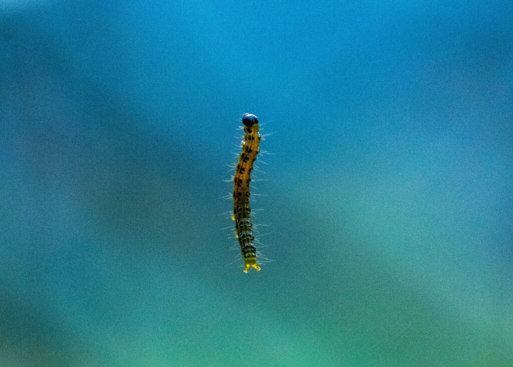 Caterpillar swaying and striking like a snake.