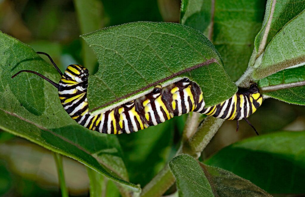 Scientist observing snake-mimicking caterpillar in natural habitat.
