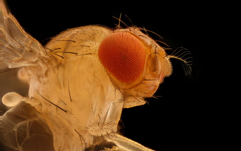 Ongoing scientific exploration into insect biomagnetic abilities.