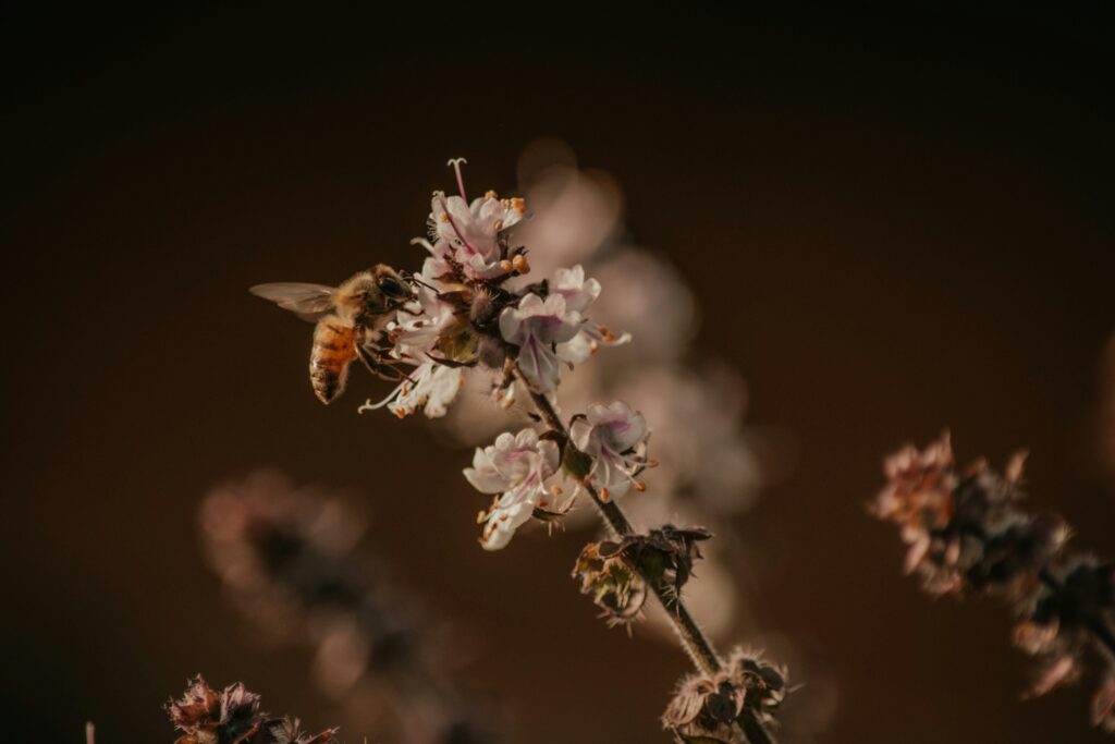 Robots or drones using swarm behavior inspired by bee dance language