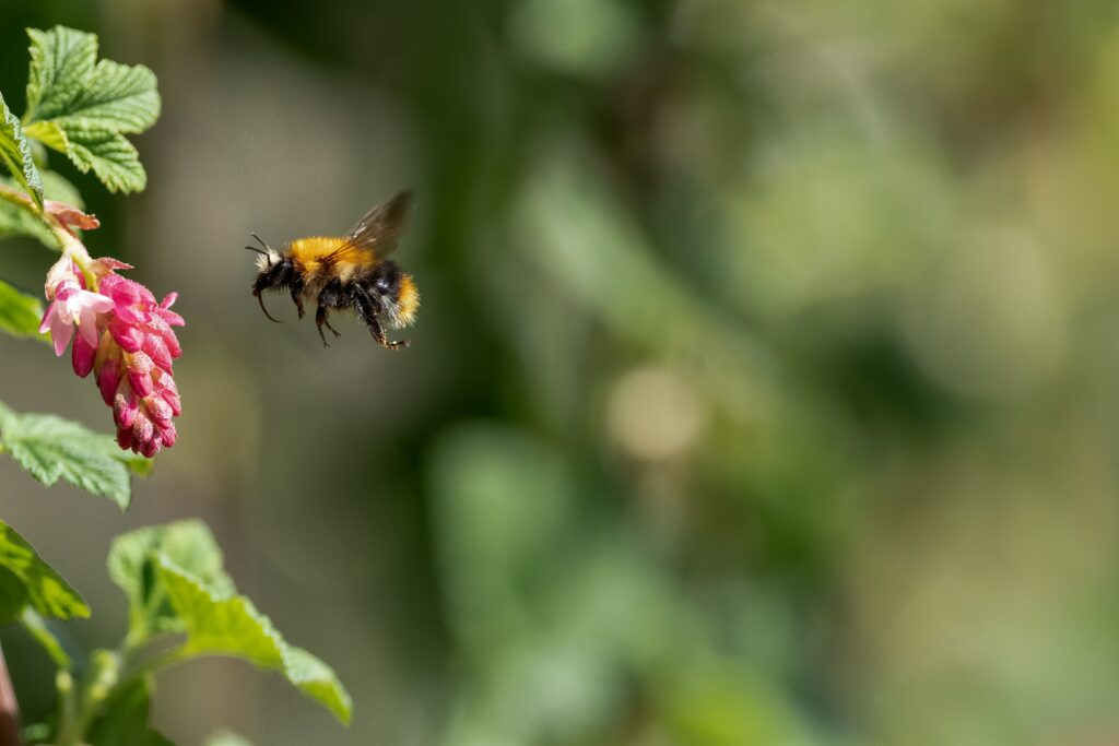 Young bees observing and learning waggle dances from older bees