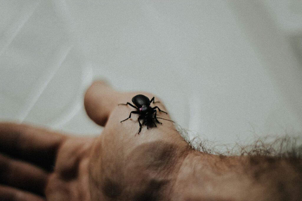 Diagram showing how black widow venom spreads through the human body