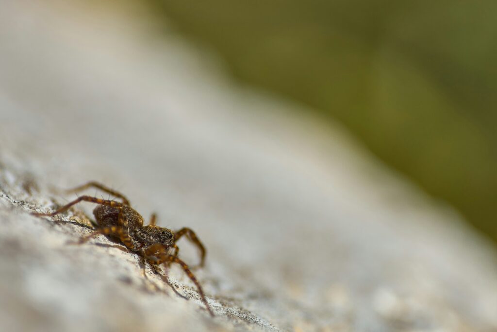 Image showing restricted breathing or lung response to spider venom