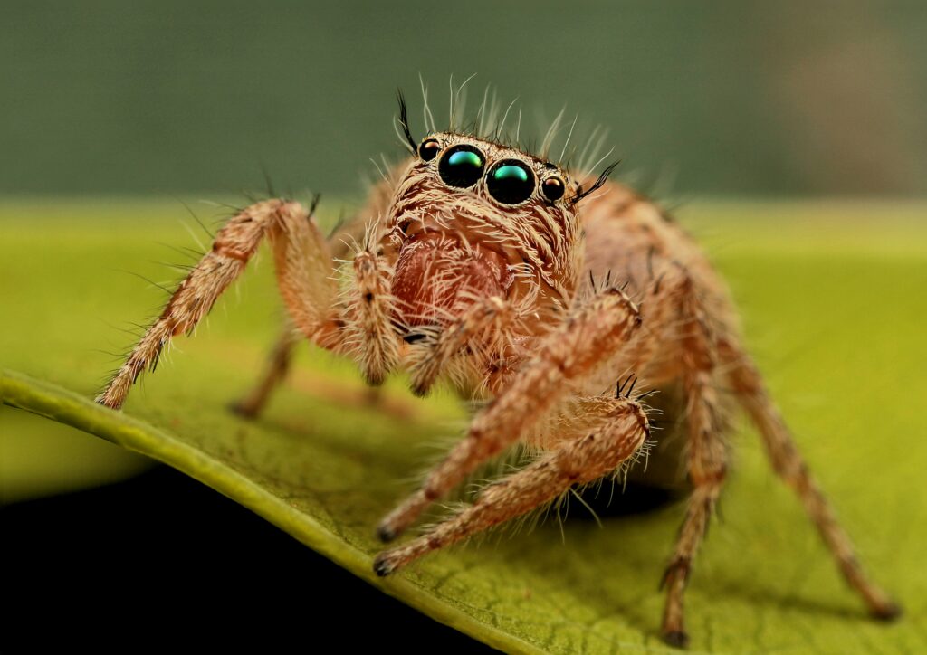Researcher observing tiny spider species in lab.