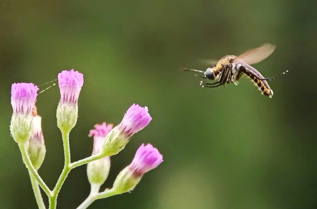 Illustration of a waggle dance indicating distance and direction of flowers