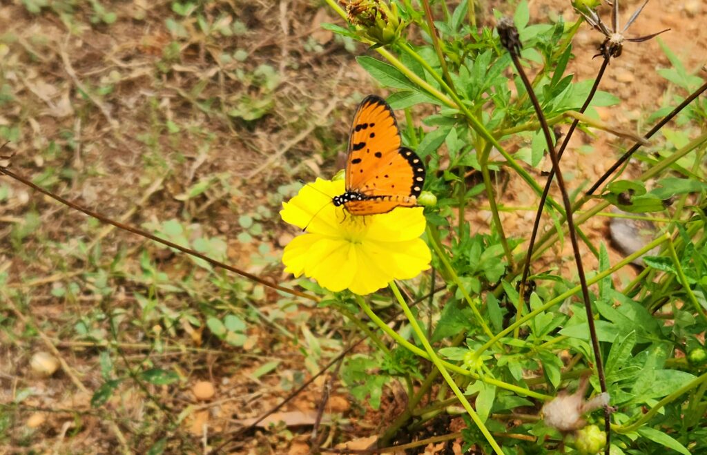 Butterflies flying between flowers, aiding in pollination.
