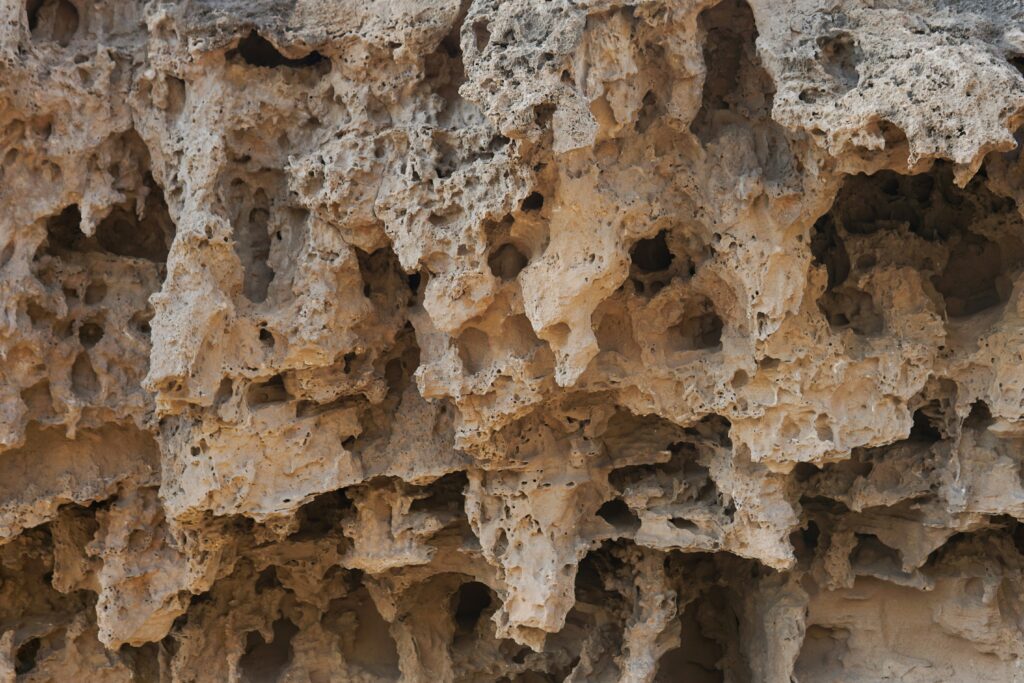 Diagram showing how queen longevity supports termite colony survival