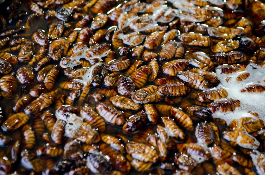 World map highlighting countries that commonly eat insects with example dishes