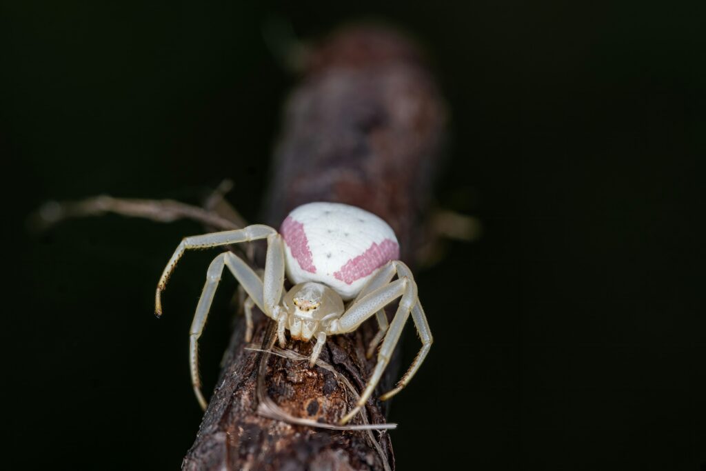 Pink toe tarantula clinging to vertical bark in its enclosure