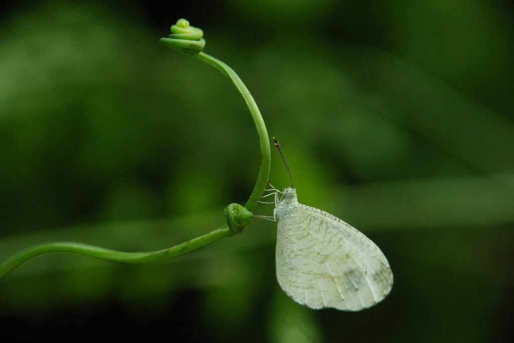 Image of pupa darkening as it nears emergence of adult insect