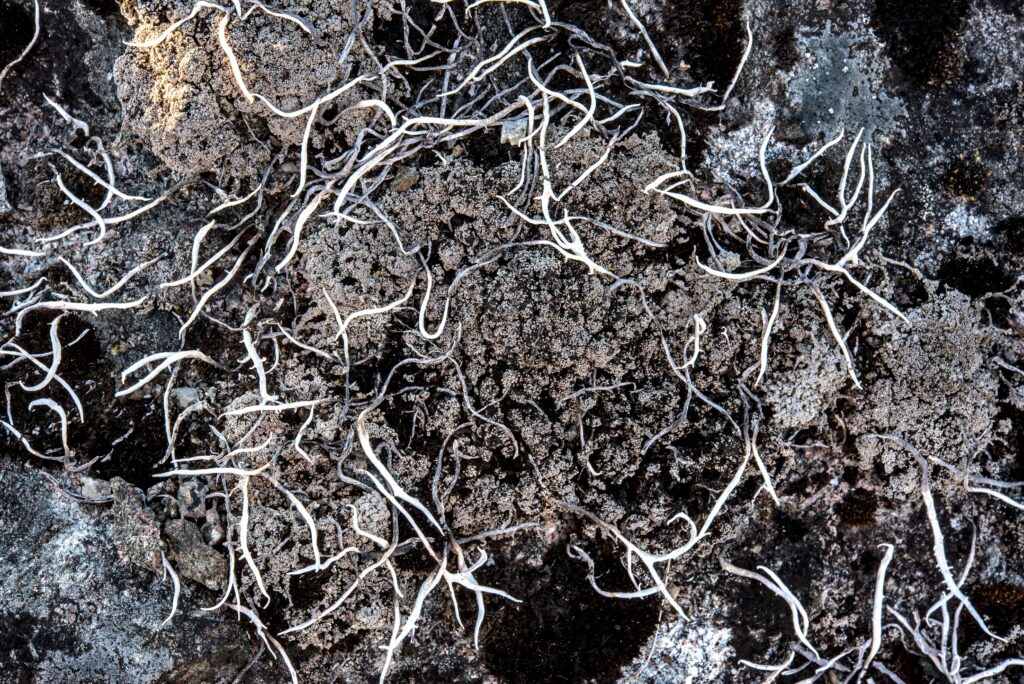 Hands mixing organic substrate with soil and moss for bioactive setup