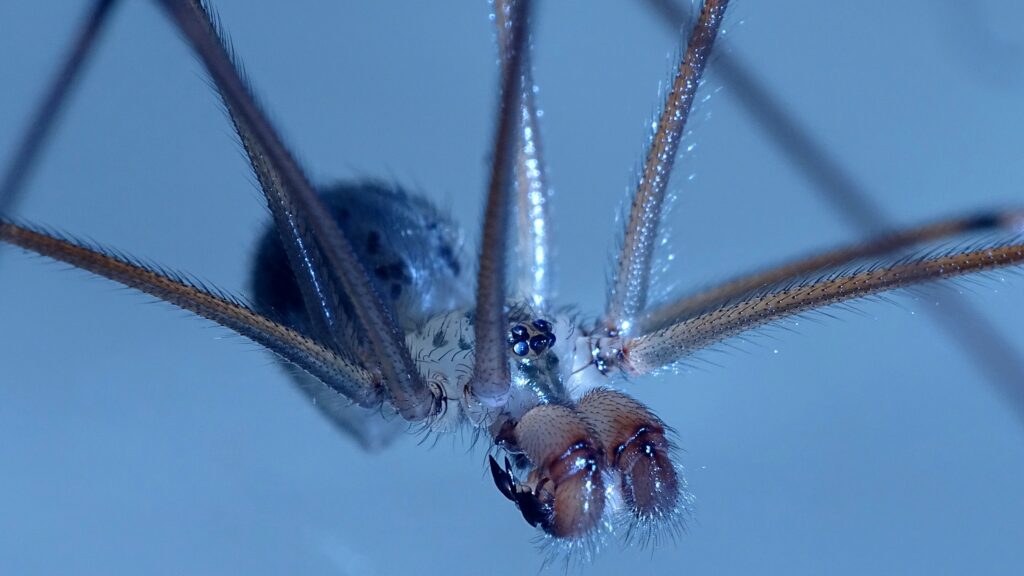 Mirror spider reflecting light off its silvery sequined abdomen