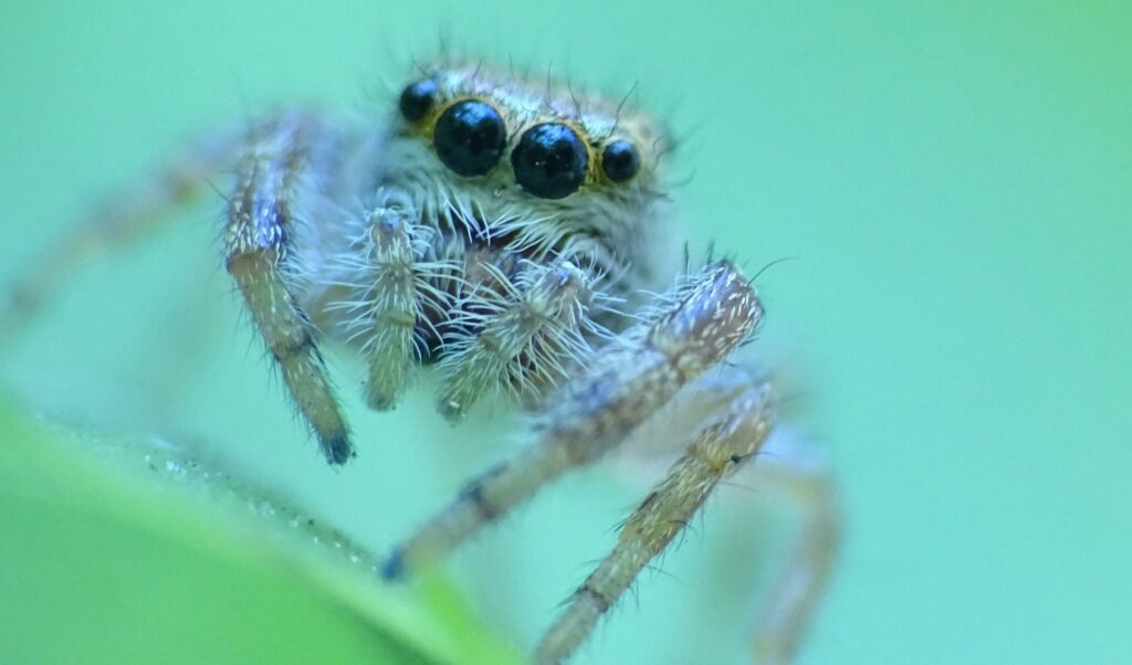 Diagram of spider venom targeting insect nervous systems, not humans