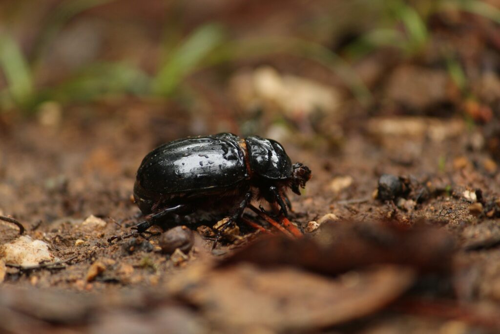 Shiny black ground beetle crawling over soil in a garden bed