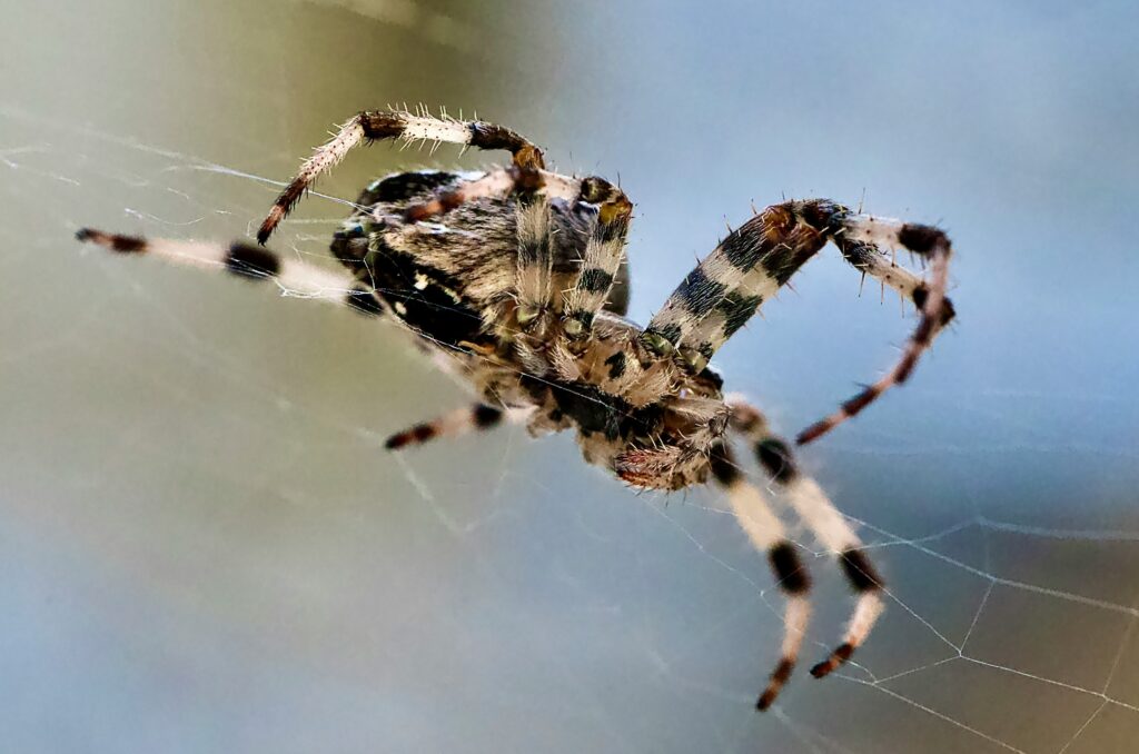 A spider quickly retreating from approaching footsteps