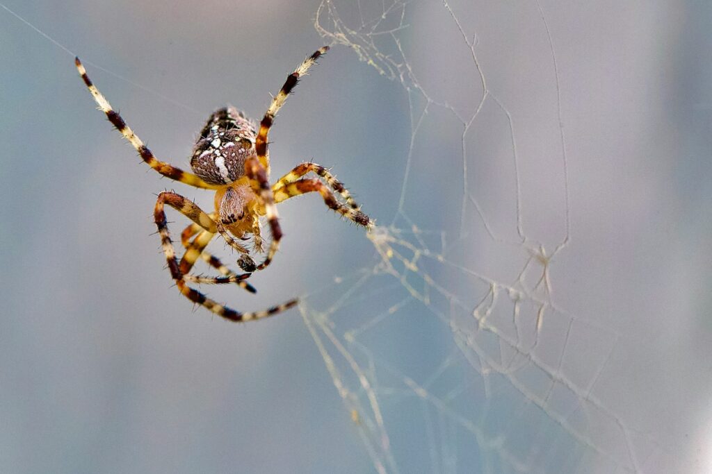 Close-up of a spider detecting vibrations on a web to sense nearby movement