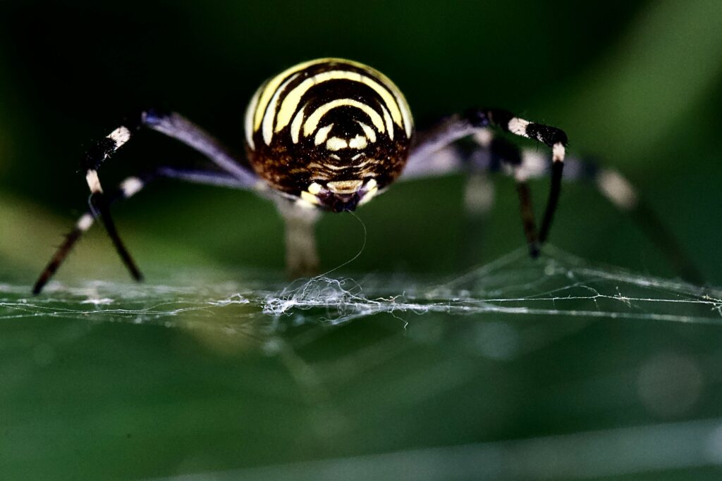 Tiny Jotus Remus spider waving black paddles in mating display