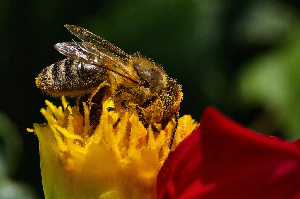 Bee pollinating a wildflower in a fragmented or altered habitat