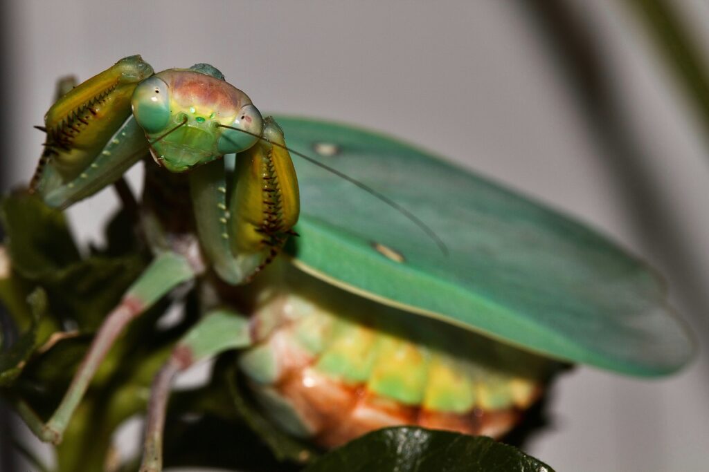 Orchid mantis consuming its prey after a successful ambush