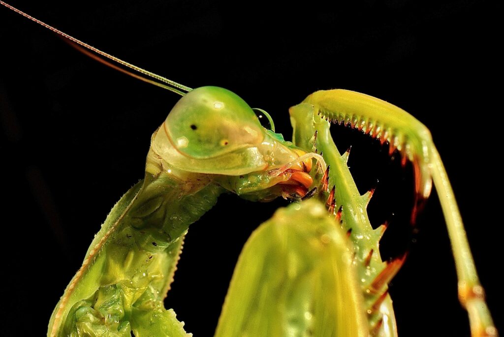 Insect reacting to stimuli with highlighted neural predictions in visual cortex