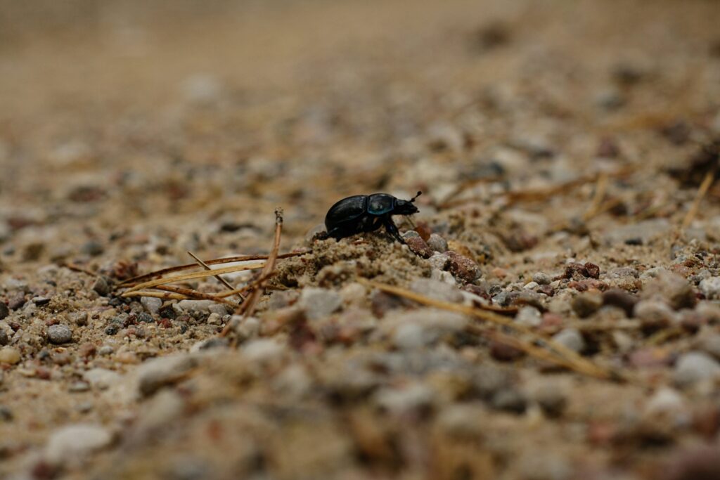 Ground beetle feeding on decaying organic matter in soil
