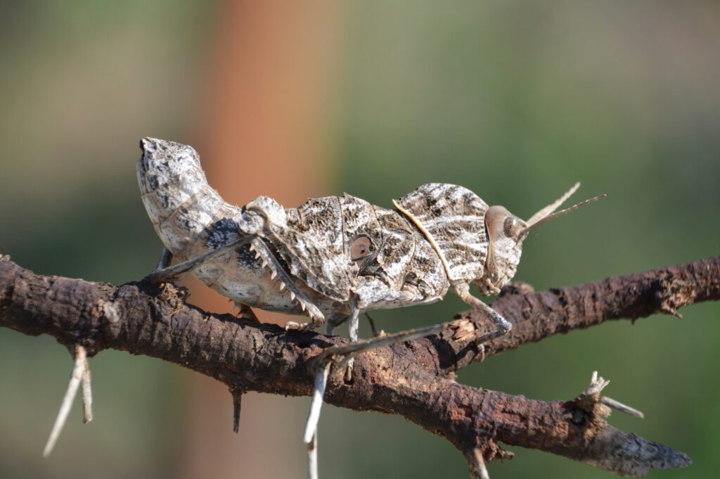 A collage showing insect wings, stingers, and camouflaged species