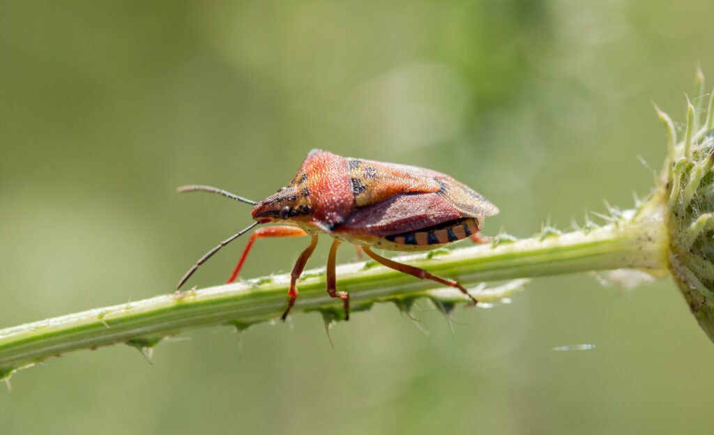 Diagram highlighting the sharp rostrum and body parts of an assassin bug