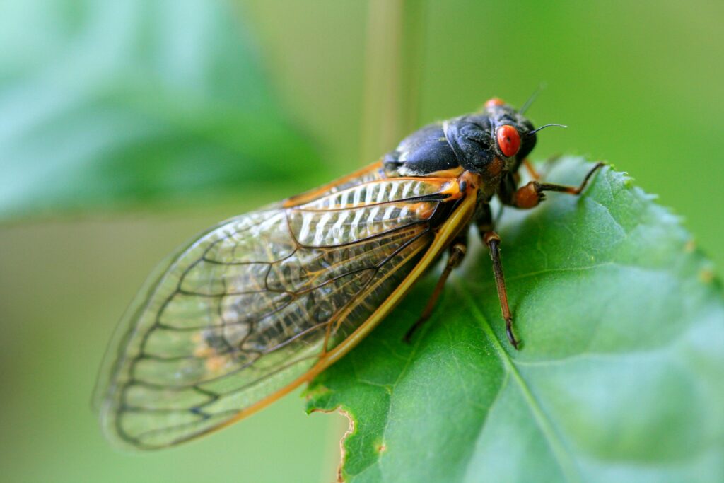 Image of a lacewing insect demonstrating an unexplainable physiological adaptation